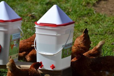 Image showing RentACoop 5 gal. Corner Chicken Waterer with 4 Horizontal Nipples