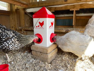 Image showing  5 lb. Chick2Chicken Medium Port Chicken Feeder