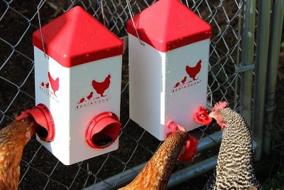 Image showing  5 lb. Chick2Chicken Port Chicken Feeder and 1 gal. Waterer Set