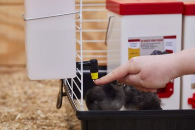 Image showing  64 oz. Versatile Drinker - Chick Nozzle & Horizontal Nipple