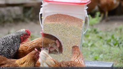 Image showing  DIY Large Threaded Port Feeder & Horizontal Nipple Waterer Kit , 4 pk.