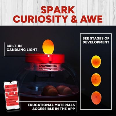 Image showing 5 th RentACoop 16-Egg Incubator