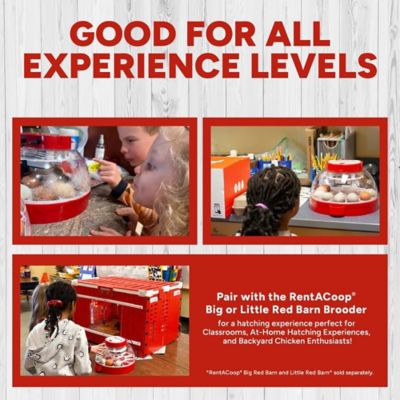 Image showing 6 th RentACoop 16-Egg Incubator