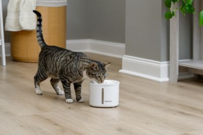 Image showing  54 oz. Pet Water Fountain