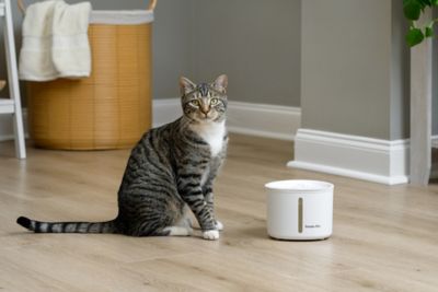 Image showing  54 oz. Pet Water Fountain