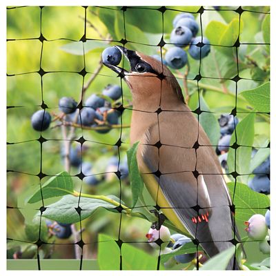 Image showing  14 x 14ft. Bird Netting