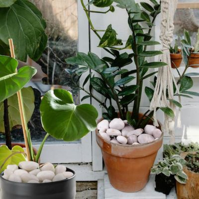 Image showing  1-3 in. White Beach Stone Pebbles Solar 20 lb. Pack for Garden, Pathway Decor, Aquarium and Water Fountains