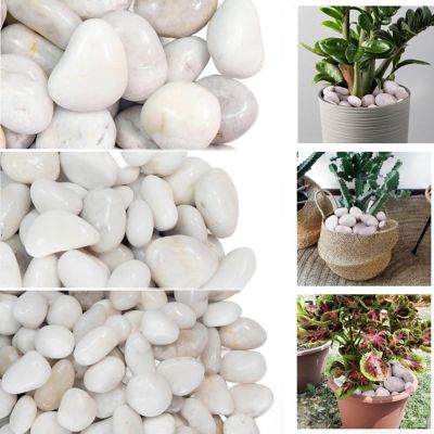 Image showing 6 th Ashman Online 1-3 in. White Beach Stones Solar 10 lb. Pack for Garden, Pathway Decor, Aquarium and Water Fountains