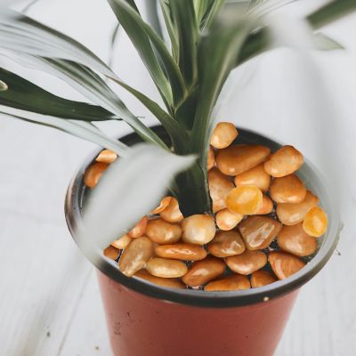 Image showing  Stones 1.5-2 in. Golden River Rock Solar 30 lbs. Pack for Garden, Pathway Decor, Aquarium and Water fountains.