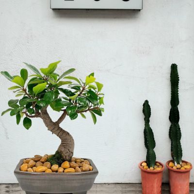 Image showing  Stones 1.5-2 in. Golden River Rock Solar 30 lbs. Pack for Garden, Pathway Decor, Aquarium and Water fountains.