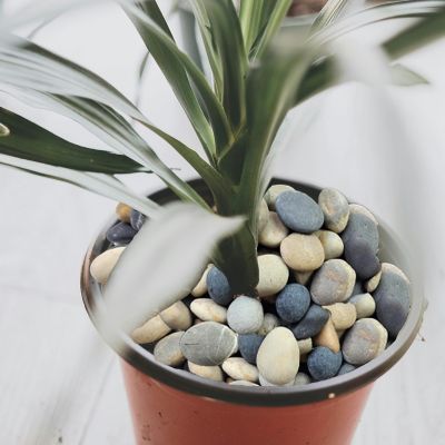 Image showing  0.5 cu. ft. 3-4 in. Mixed Beach Pebbles Smooth River Rocks, 40 lbs. for Gardens, Pathways, Pots, and DIY