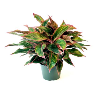 Image showing  4 in. Aglaonema Aurora Siam (3-Pack)
