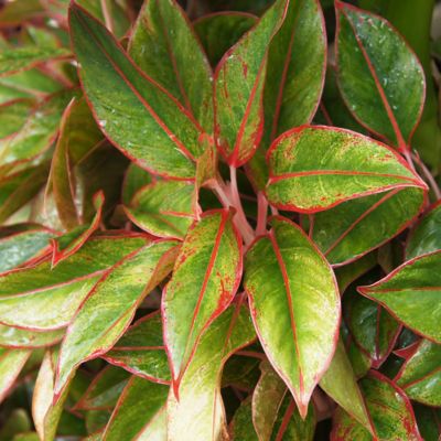 Image showing  4 in. Aglaonema Aurora Siam (3-Pack)