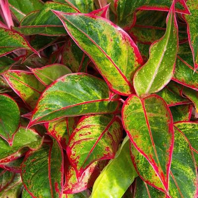 Image showing  4 in. Aglaonema Aurora Siam (3-Pack)