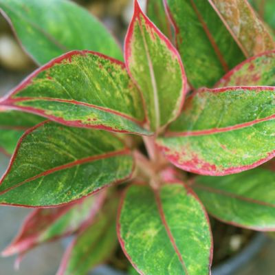 Image showing  4 in. Aglaonema Aurora Siam (3-Pack)