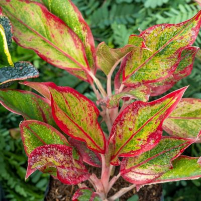Image showing 5 th National Plant Network 4 in. Aglaonema Aurora Siam (3-Pack)