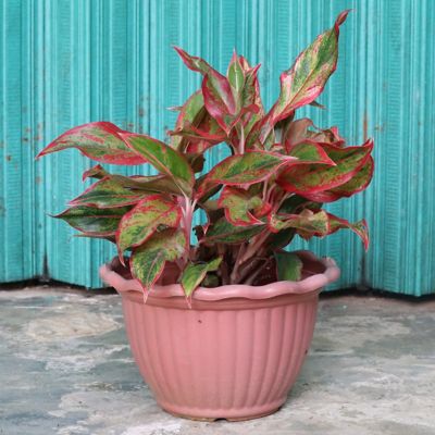 Image showing 6 th National Plant Network 4 in. Aglaonema Aurora Siam (3-Pack)