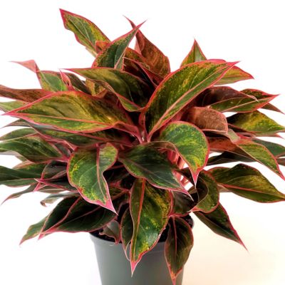 Image showing 7 th National Plant Network 4 in. Aglaonema Aurora Siam (3-Pack)