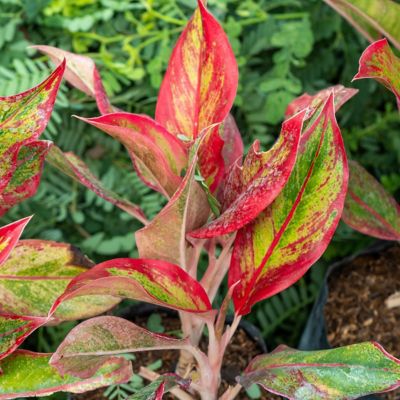 Image showing 8 th National Plant Network 4 in. Aglaonema Aurora Siam (3-Pack)
