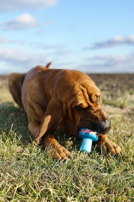 Image showing  Kingpin Large Dog Toy