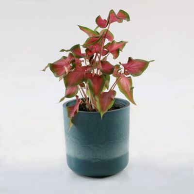 Image showing  4 in. Caladium Fairytale Princess (3-Pack)
