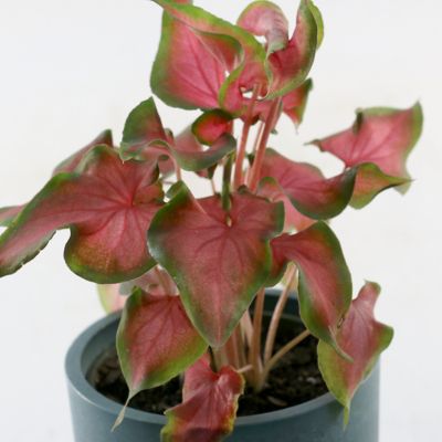 Image showing  4 in. Caladium Fairytale Princess (3-Pack)