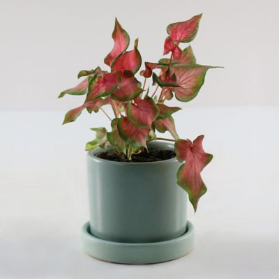 Image showing  4 in. Caladium Fairytale Princess (3-Pack)