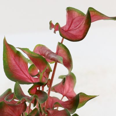 Image showing  4 in. Caladium Fairytale Princess (3-Pack)