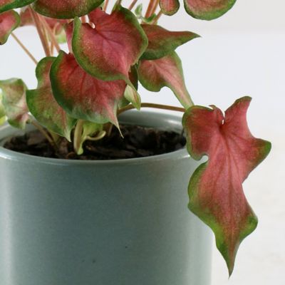 Image showing 5 th National Plant Network 4 in. Caladium Fairytale Princess (3-Pack)