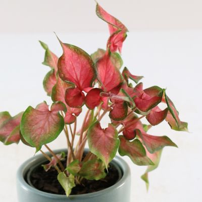 Image showing 6 th National Plant Network 4 in. Caladium Fairytale Princess (3-Pack)