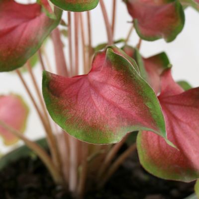 Image showing 7 th National Plant Network 4 in. Caladium Fairytale Princess (3-Pack)
