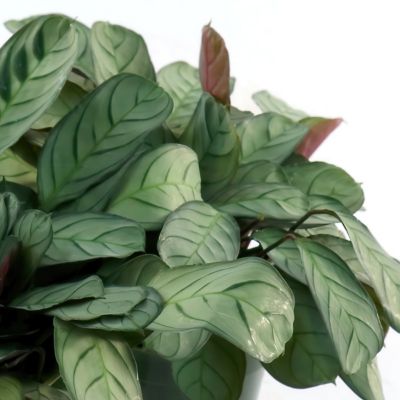 Image showing  4 in. Calathea Amagris (3-Pack)