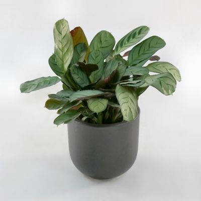 Image showing  4 in. Calathea Amagris (3-Pack)