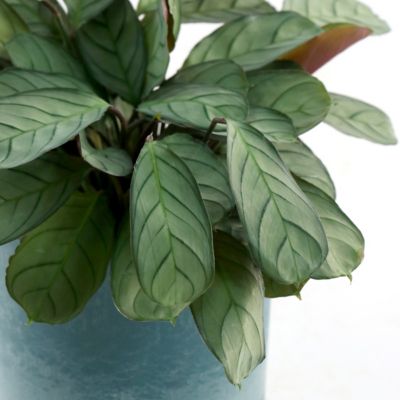 Image showing  4 in. Calathea Amagris (3-Pack)