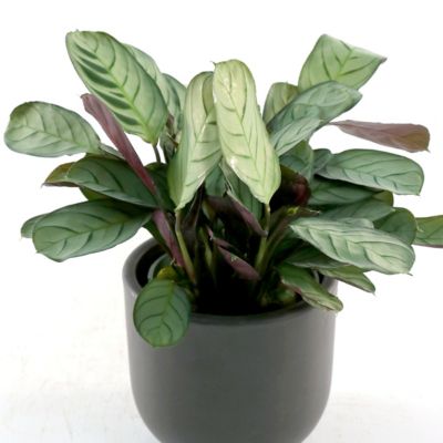 Image showing 5 th National Plant Network 4 in. Calathea Amagris (3-Pack)