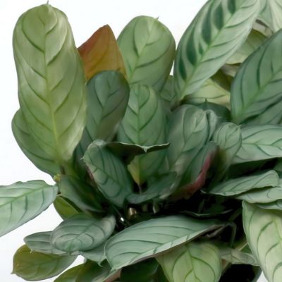 Image showing 6 th National Plant Network 4 in. Calathea Amagris (3-Pack)