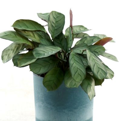 Image showing 7 th National Plant Network 4 in. Calathea Amagris (3-Pack)