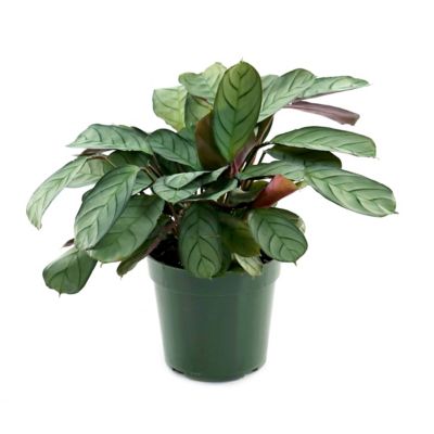 Image showing 8 th National Plant Network 4 in. Calathea Amagris (3-Pack)