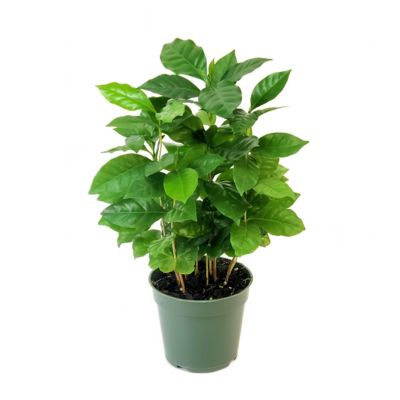 National Plant Network 4 in. Coffea Arabica (3-Pack)