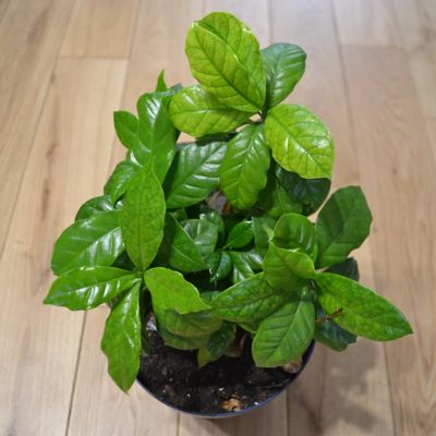Image showing  4 in. Coffea Arabica, 3 pk.