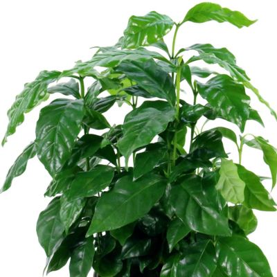 Image showing  4 in. Coffea Arabica, 3 pk.