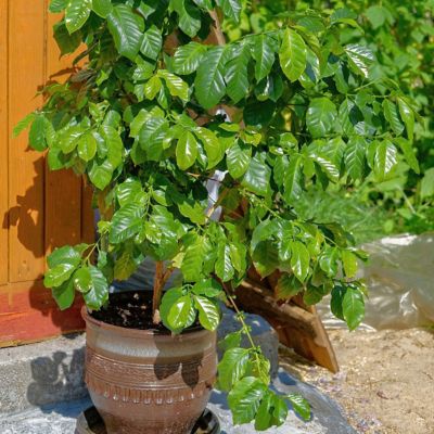 Image showing  4 in. Coffea Arabica, 3 pk.