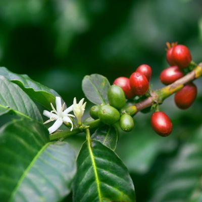 Image showing  4 in. Coffea Arabica, 3 pk.
