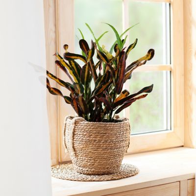 Image showing  4 in. Croton Red Banana (3-Pack)