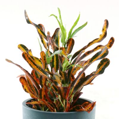 Image showing  4 in. Croton Red Banana (3-Pack)
