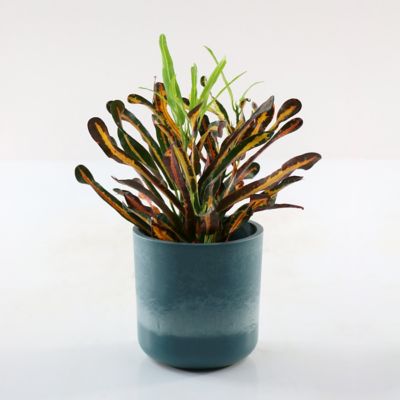 Image showing  4 in. Croton Red Banana (3-Pack)