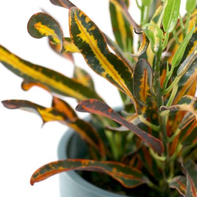 Image showing  4 in. Croton Red Banana (3-Pack)