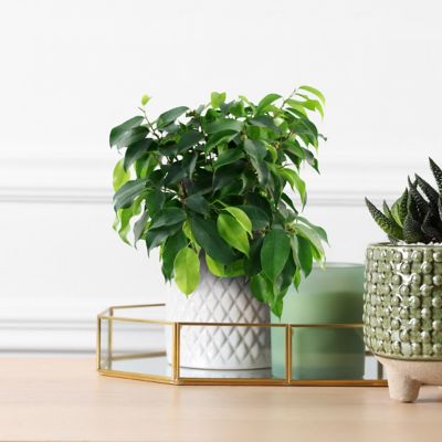 Image showing  4 in. Ficus Spire (3-Pack)