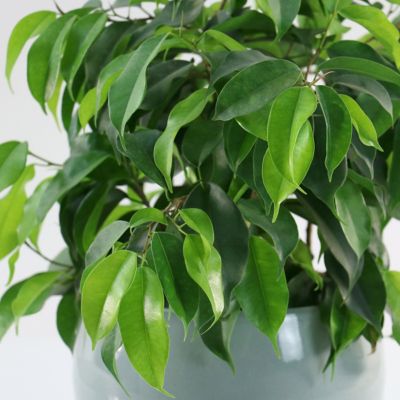 Image showing  4 in. Ficus Spire (3-Pack)