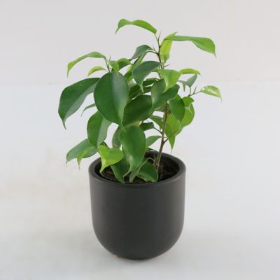 Image showing  4 in. Ficus Spire (3-Pack)